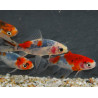 Carassius auratus (Shubunkin sélection) 4-4,5 cm