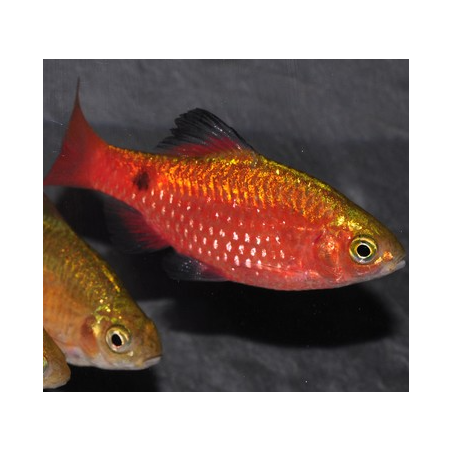 Pethia (Barbus) conchonius diamant rouge 4-4.5 cm