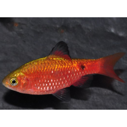 Pethia (Barbus) conchonius diamant rouge 4-4.5 cm