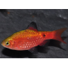 Pethia (Barbus) conchonius diamant rouge 4-4.5 cm