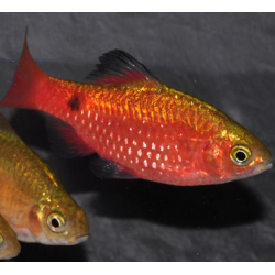 Puntius (Barbus) conchonius diamant rouge 3,5 cm