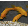 Carassius auratus (Poisson jaune) 3,5 cm