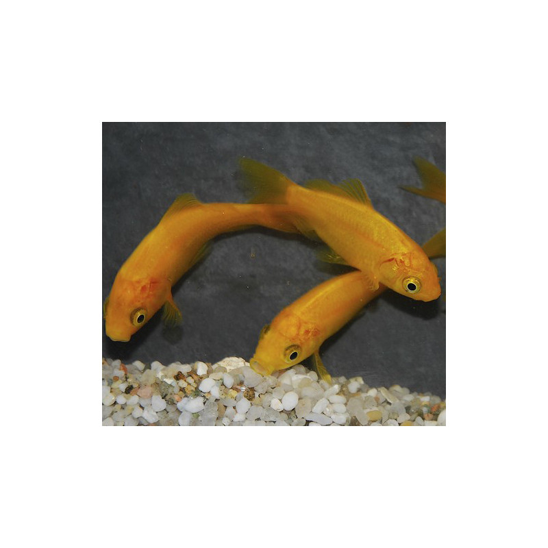 Carassius auratus (Poisson jaune) 4-4,5 cm Carassius auratus (Poisson jaune) 4-4,5 cm