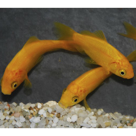 Carassius auratus (Poisson jaune) 7-9 cm