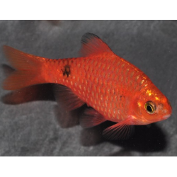 Pethia (Barbus) conchonius rouge 3 cm