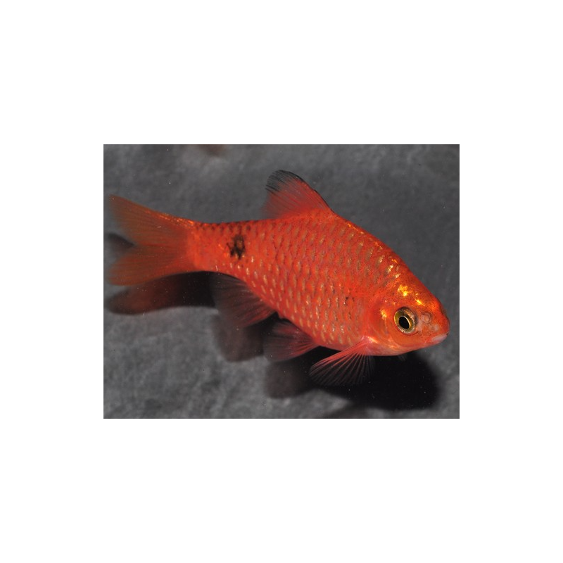 Pethia (Barbus) conchonius rouge 3 cm Pethia (Barbus) conchonius rouge 3 cm