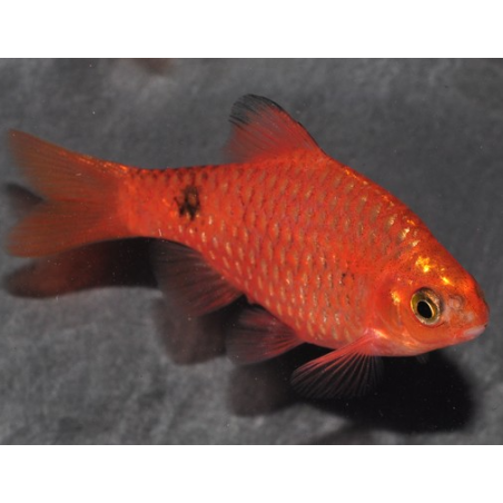 Pethia (Barbus) conchonius rouge 3 cm