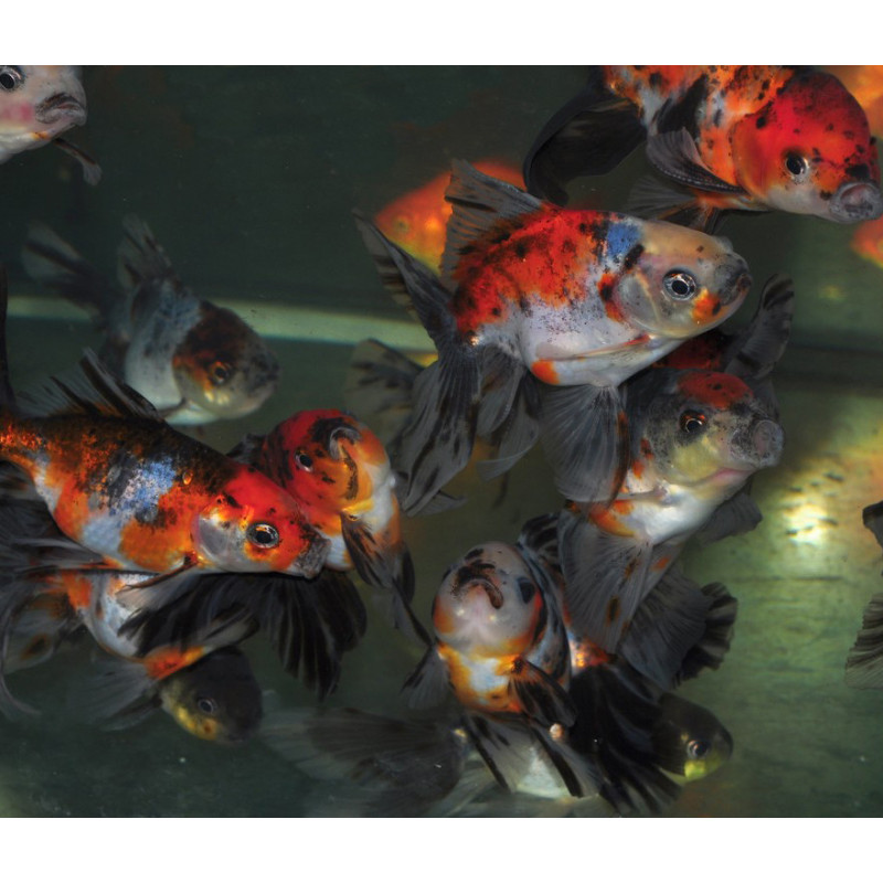 Carassius auratus voile (Fantail calico) 4-4,5 cm Carassius auratus voile (Fantail calico) 4-4,5 cm
