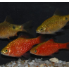 Pethia (Barbus) conchonius 5-5,5 cm