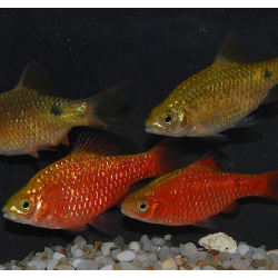 Pethia (Barbus) conchonius 4-4,5 cm