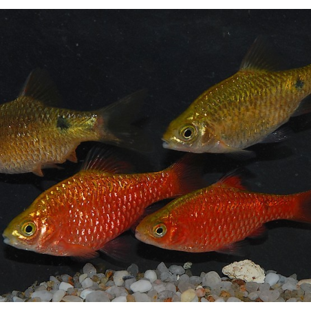 Pethia (Barbus) conchonius 4-4,5 cm