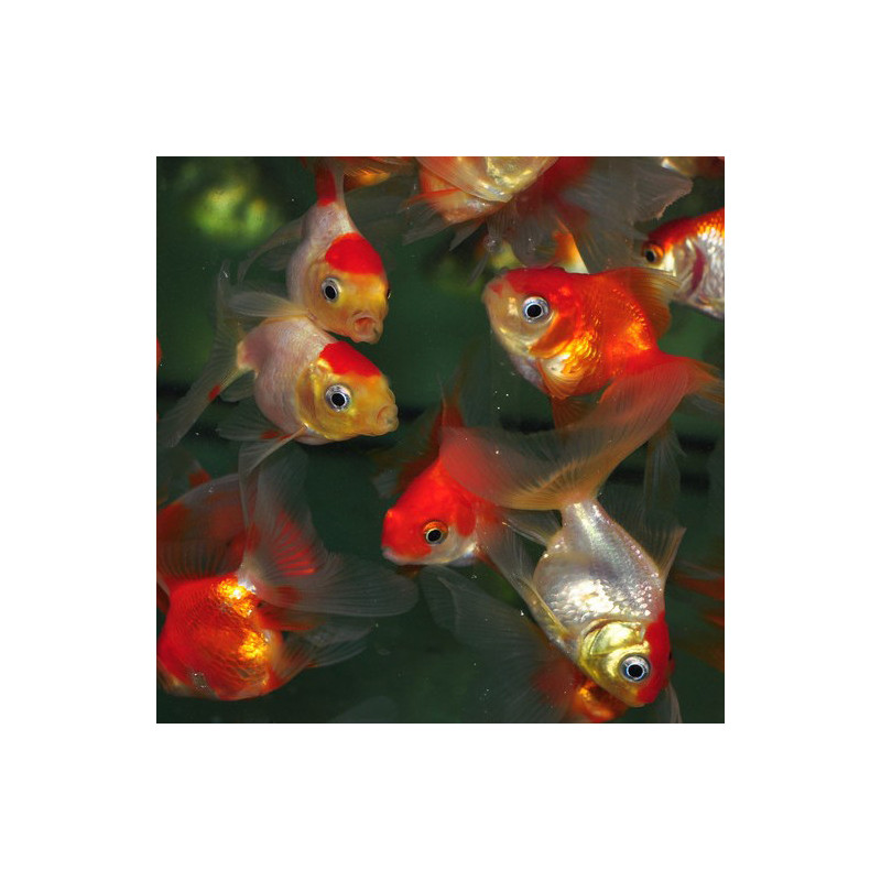 Carassius auratus voile (Fantail assorti) 3,5 cm
