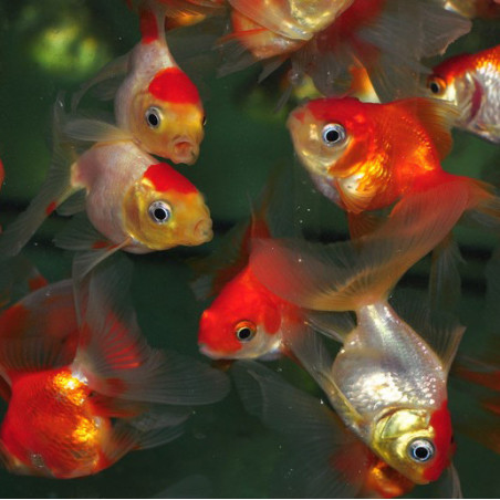 Carassius auratus voile (Fantail assorti) 3,5 cm