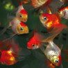 Carassius auratus voile (Fantail assorti) 3,5 cm