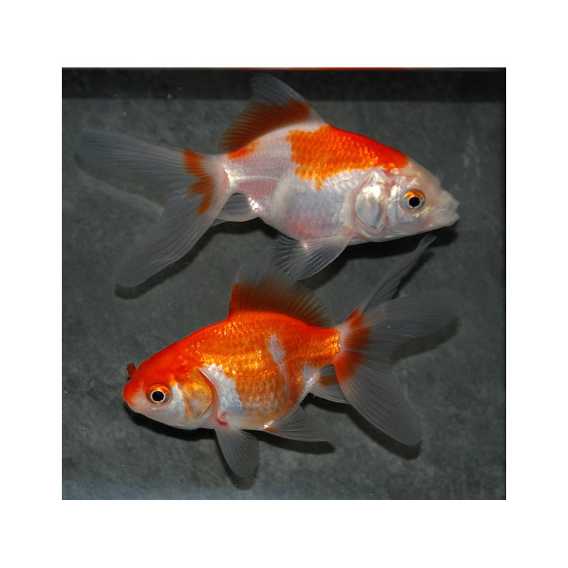 Carassius auratus voile (Fantail rouge et blanc) 4-4,5 cm