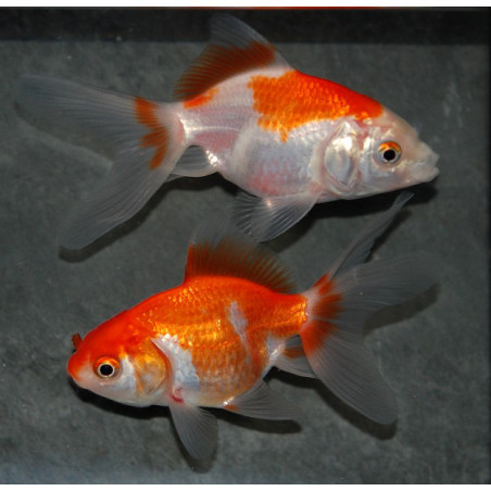 Carassius auratus voile (Fantail rouge et blanc) 4-4,5 cm