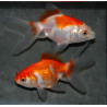 Carassius auratus voile (Fantail rouge et blanc) 4-4,5 cm