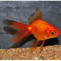 Carassius auratus voile (Fantail rouge et noir) 3,5 cm