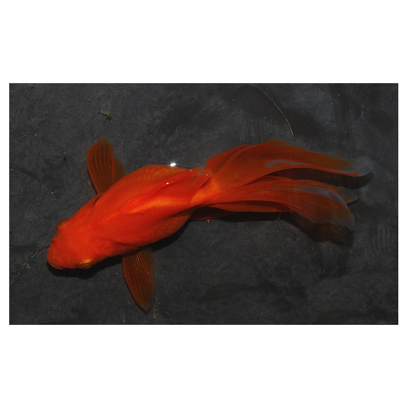 Carassius auratus voile (Fantail rouge) 3,5 cm