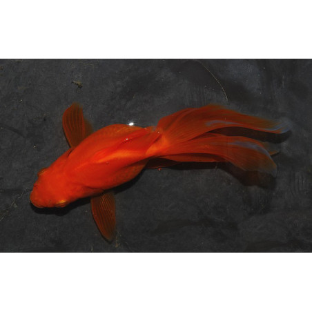 Carassius auratus voile (Fantail rouge) 3,5 cm