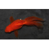Carassius auratus voile (Fantail rouge) 3,5 cm