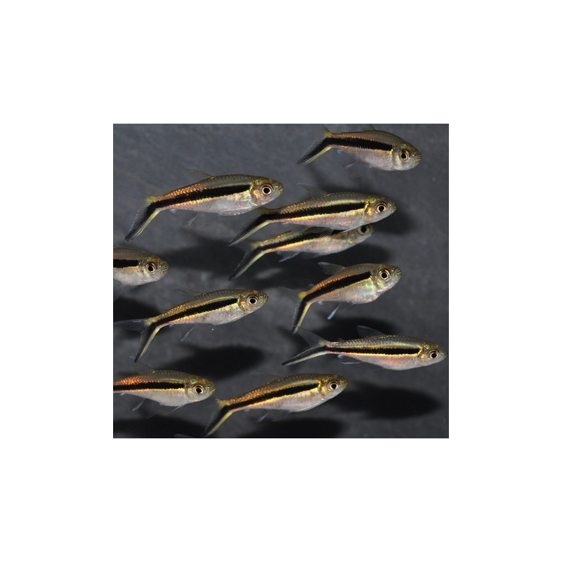 Thayeria boehlkei (Tétra-pingouin) 3,5 cm