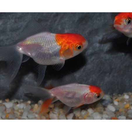 Carassius auratus voile (Fantail red cap) 3,5 cm