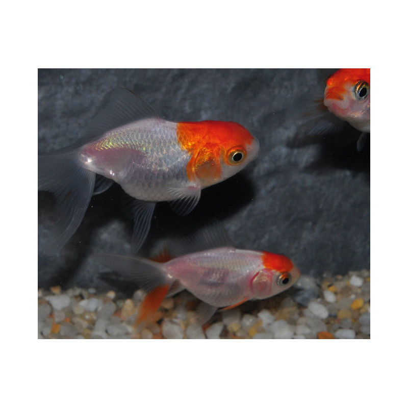 Carassius auratus voile (Fantail red cap) 4-4,5 cm Carassius auratus voile (Fantail red cap) 4-4,5 cm