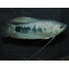 Trichogaster trichopterus argent 4-4,5 cm