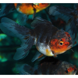 Carassius auratus oranda (Tête de lion bleu cuivré) 5-5,5 cm