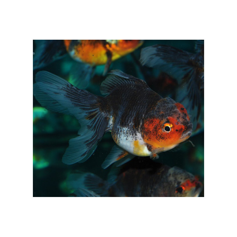 Carassius auratus oranda (Tête de lion bleu cuivré) 5-5,5 cm