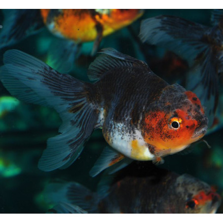 Carassius auratus oranda (Tête de lion bleu cuivré) 5-5,5 cm