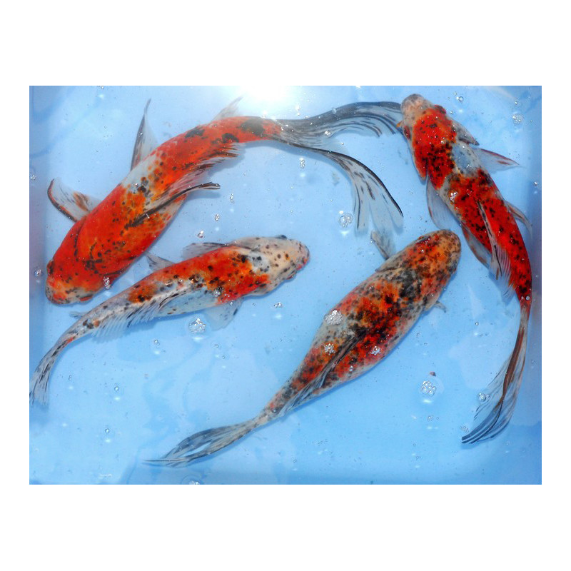 Carassius auratus (Shubunkins comète) 9-12 cm