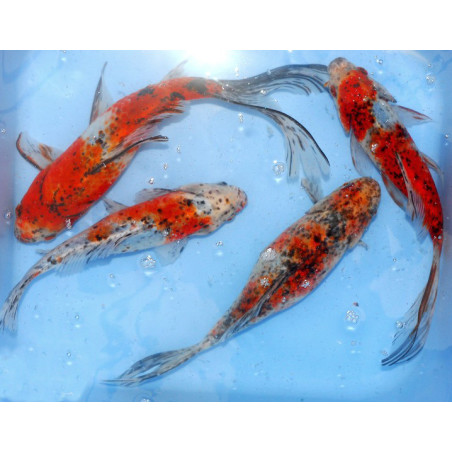 Carassius auratus (Shubunkins comète) 9-12 cm