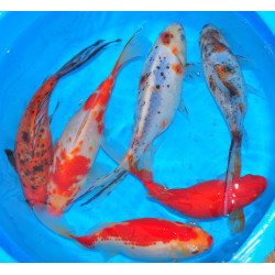 Carassius auratus assortis 5-7 cm