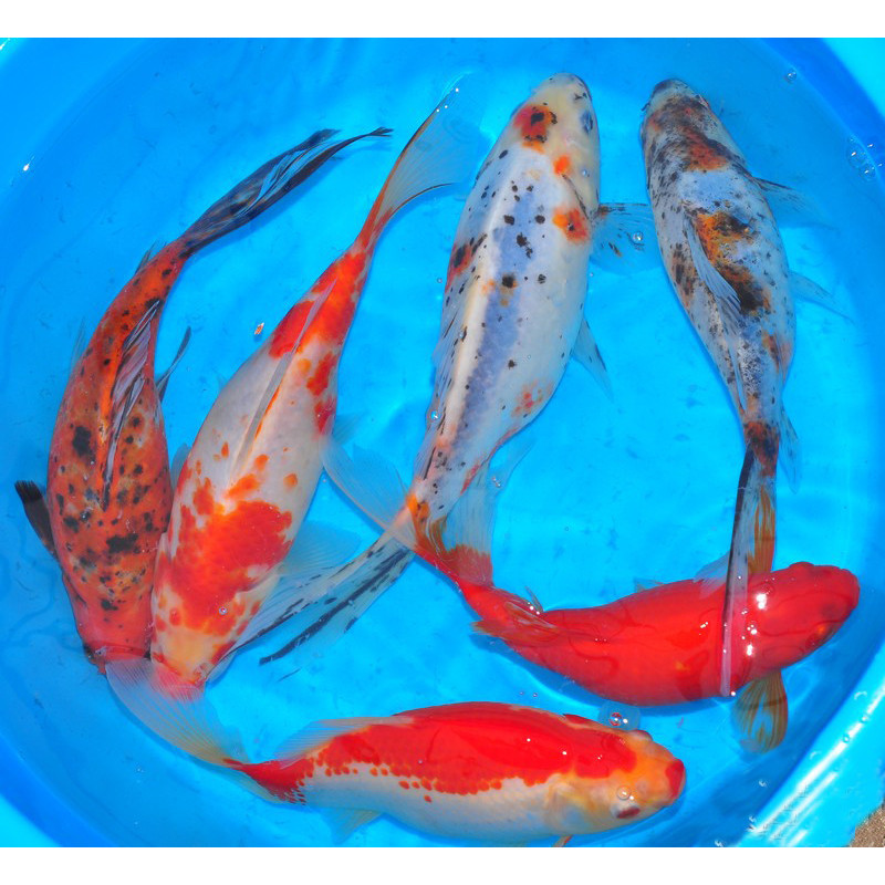Carassius auratus assortis 5-7 cm