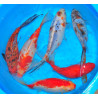 Carassius auratus assortis 7-9 cm