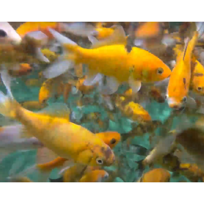 Carassius auratus (Shubunkin Mandarine) 4-4,5 cm Carassius auratus (Shubunkin Mandarine) 4-4,5 cm