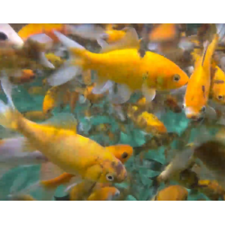 Carassius auratus (Shubunkin Mandarine) 5-7 cm