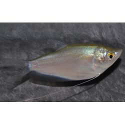 Trichogaster microlepis (gourami lune) 6-6,5 cm