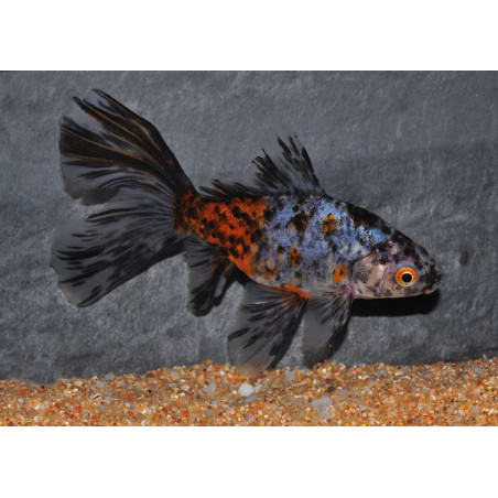 Carassius auratus Shubunkin de Bristol 4-4,5 cm