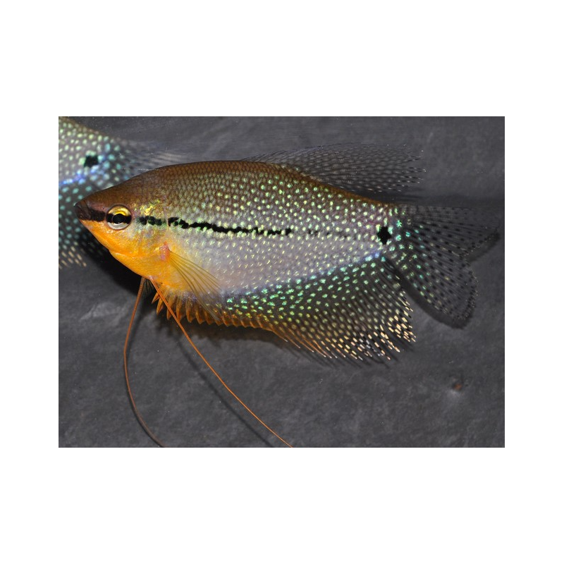 Trichogaster leeri 4-4,5 cm