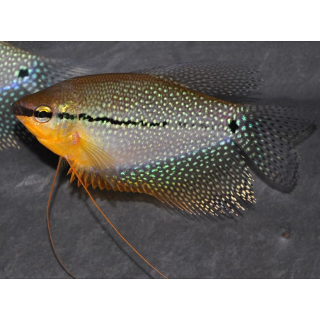 Trichogaster leeri 4-4,5 cm