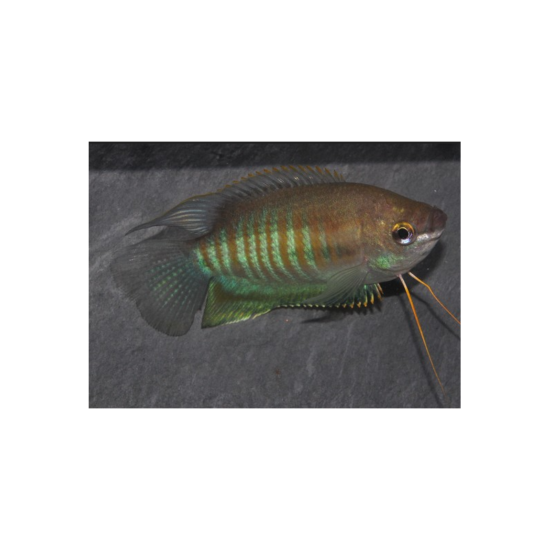 Trichogaster labiosus (Colisa labiosa) 4-4,5 cm