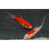 Carassius auratus (Comète rouge et blanche - Saraza) 9-12 cm