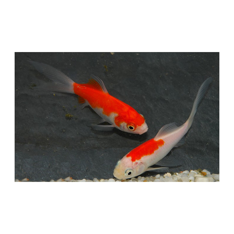 Carassius auratus (Comète rouge et blanche - Saraza) 12-15 cm Carassius auratus (Comète rouge et blanche - Saraza) 12-15 cm