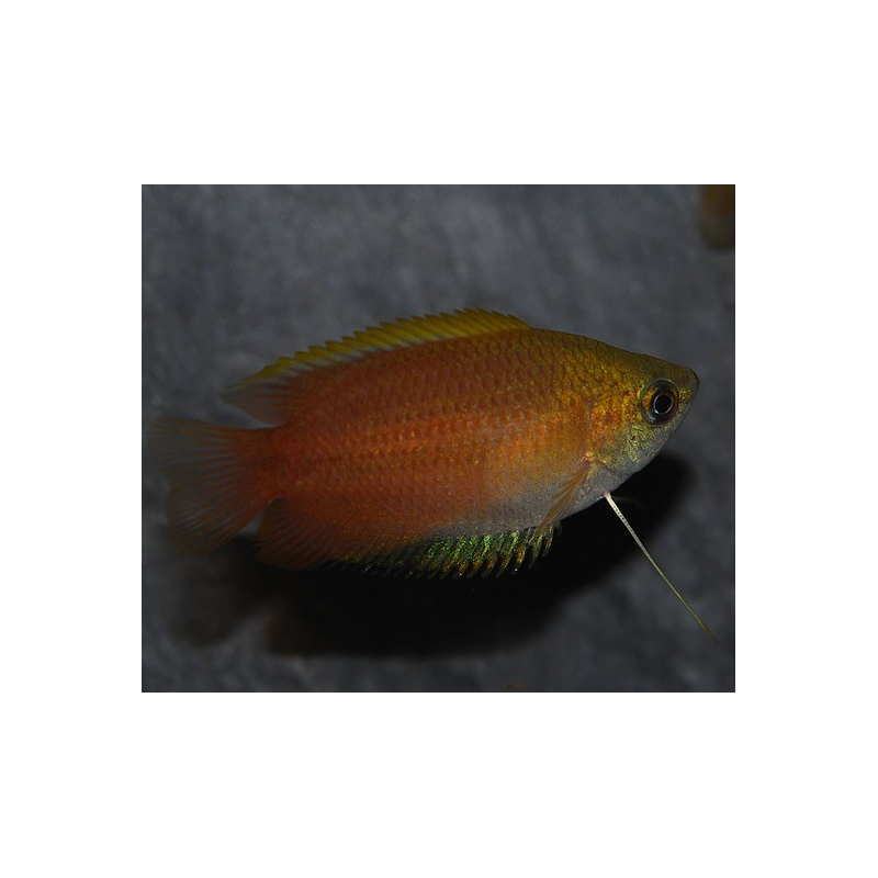 Trichogaster chuna (Colisa chuna) 4-4,5 cm