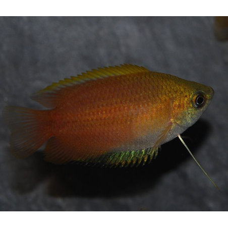 Trichogaster chuna (Colisa chuna) 4-4,5 cm