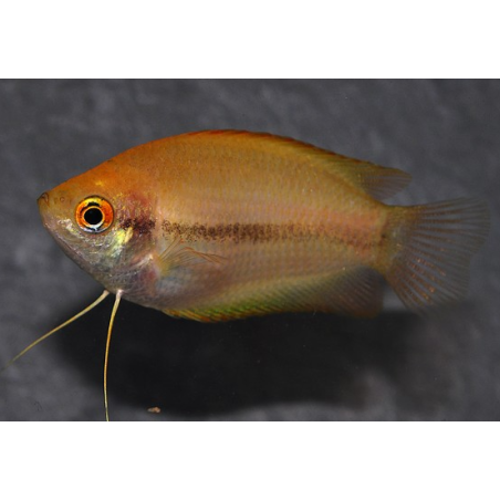 Trichogaster chuna (Colisa chuna) gold 3,5 cm