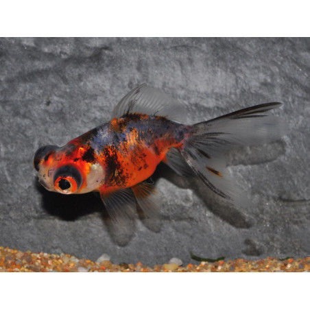 Carassius auratus voile (Télescope calico) 3,5 cm